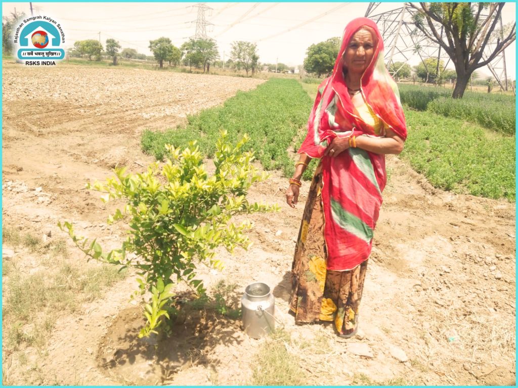 An elderly woman in colorful traditional attire stands beside a young lemon tree in a rural field, holding a milk can, with green crops in the background.